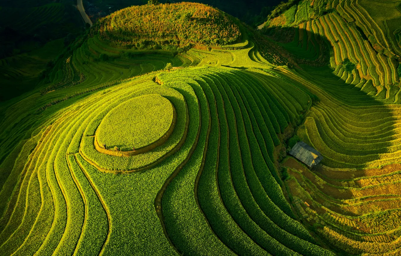 Photo wallpaper greens, field, valley, terrace, fields, valley, greens, Tuấn Vũ