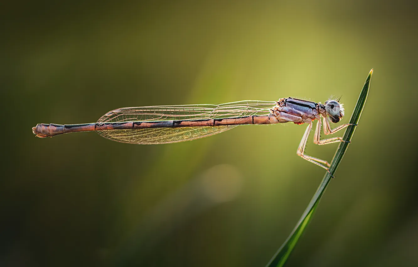Photo wallpaper wings, dragonfly, insect