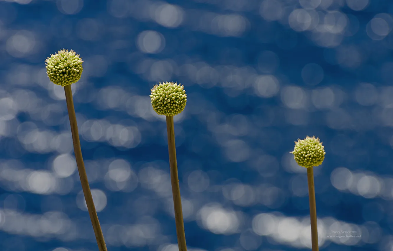 Photo wallpaper sky, nature, flowers