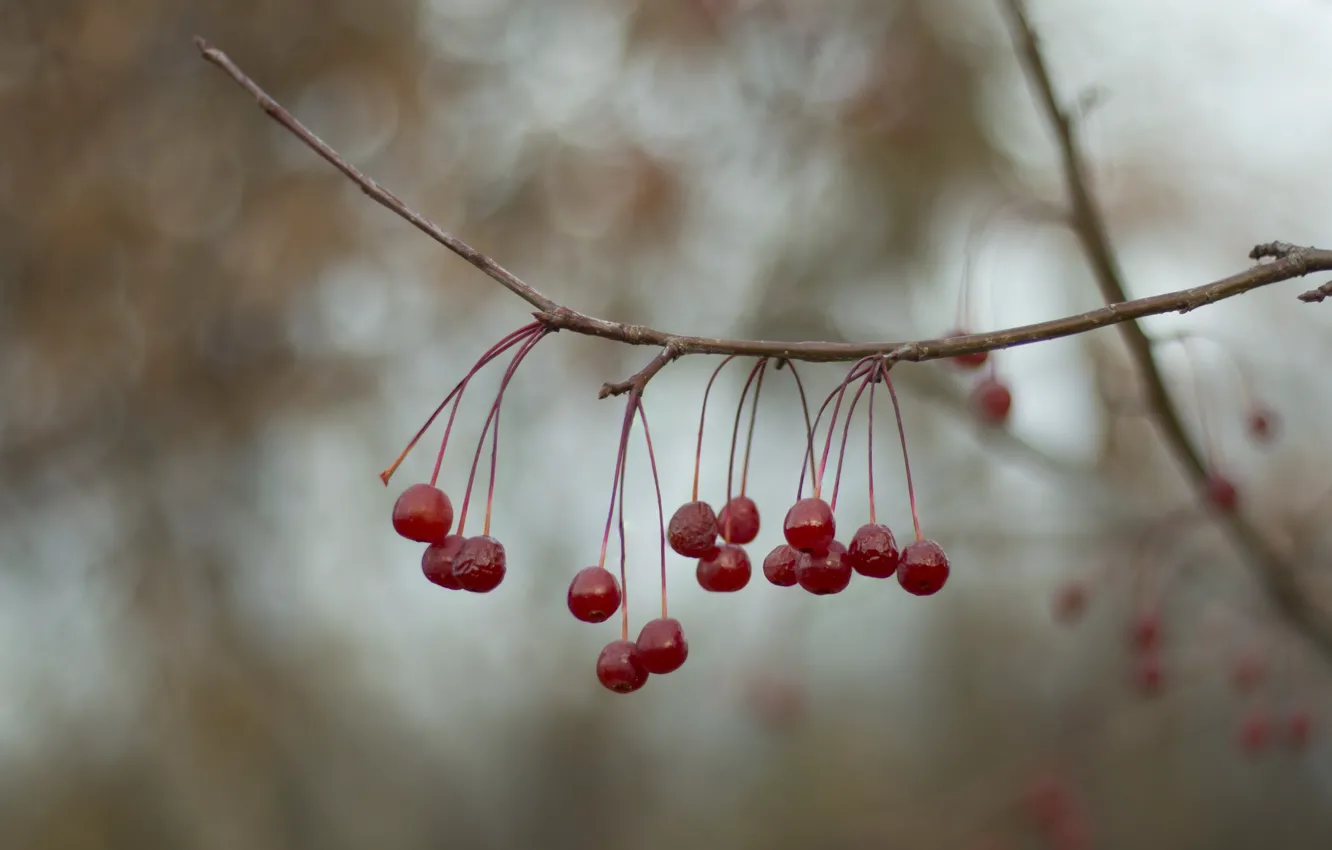 Photo wallpaper branches, nature, berries