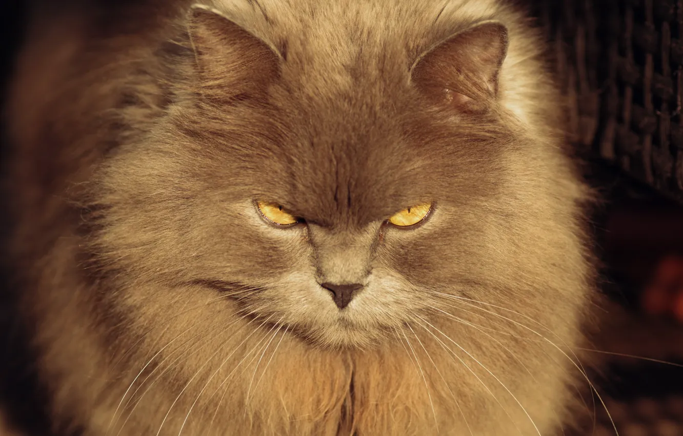 Photo wallpaper cat, cat, look, grey, fluffy