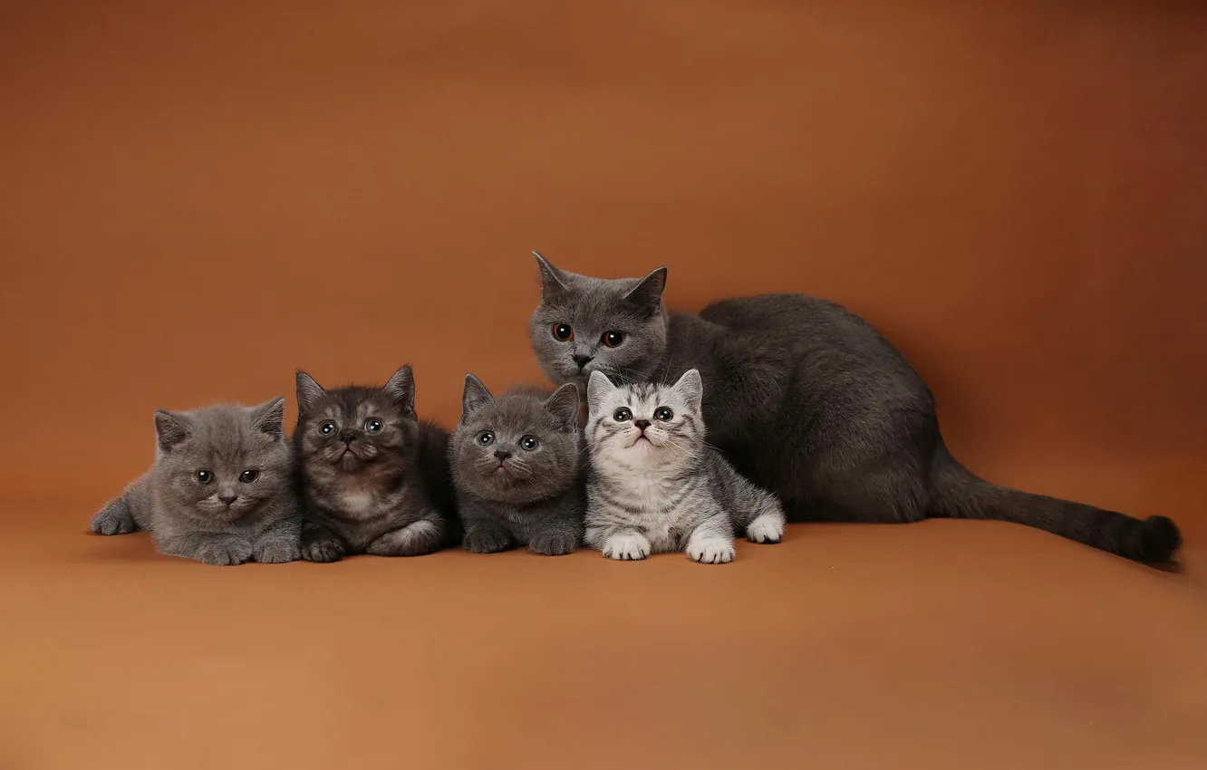 Photo wallpaper cat, children, baby, family, kitty, mom, British, brood