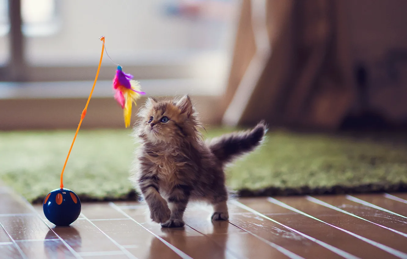 Photo wallpaper cat, carpet, toy, feathers, flooring, kitty, Daisy, Ben Torode
