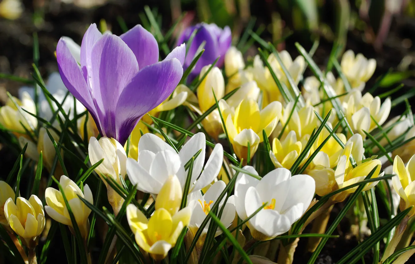 Photo wallpaper spring, crocuses, saffron