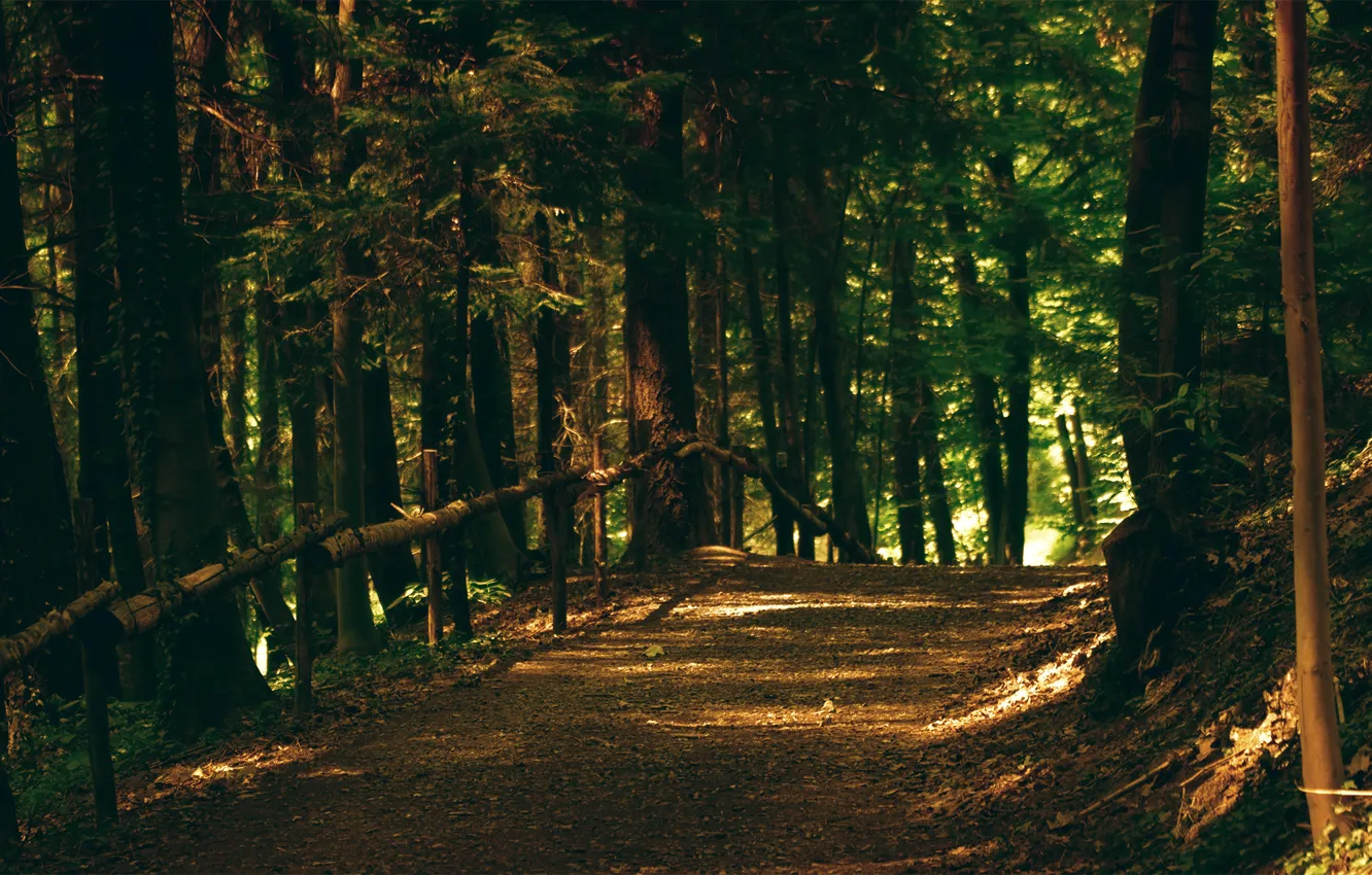 Photo wallpaper forest, trees, Park, path
