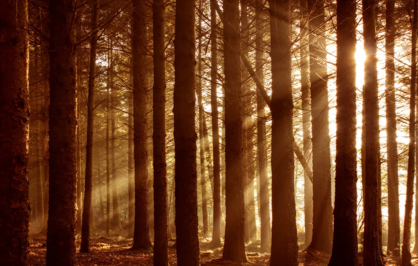 Photo wallpaper autumn, forest, the sun, rays, light, trees, branches, bright