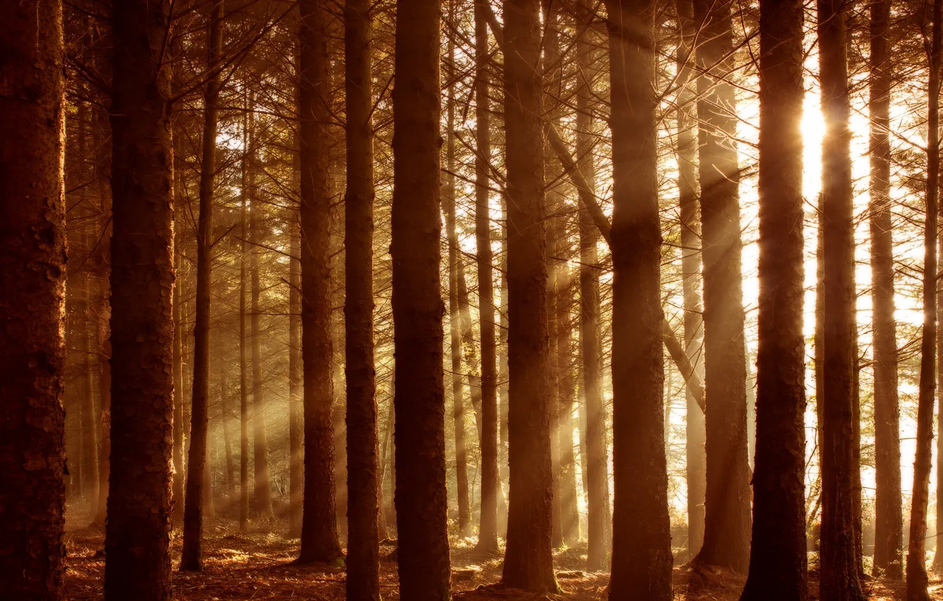 Photo wallpaper autumn, forest, the sun, rays, light, trees, branches, nature