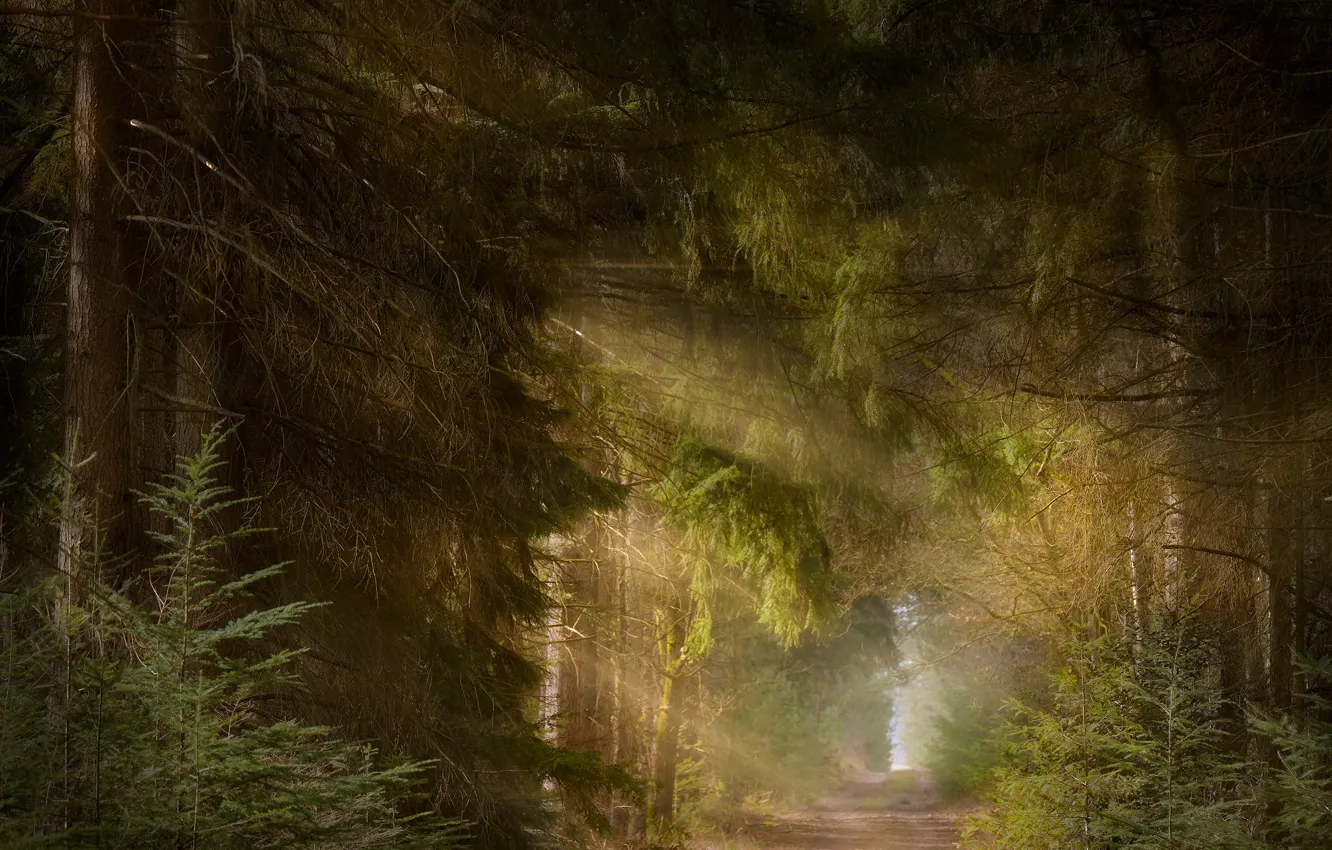 Photo wallpaper forest, branches, thickets, ate