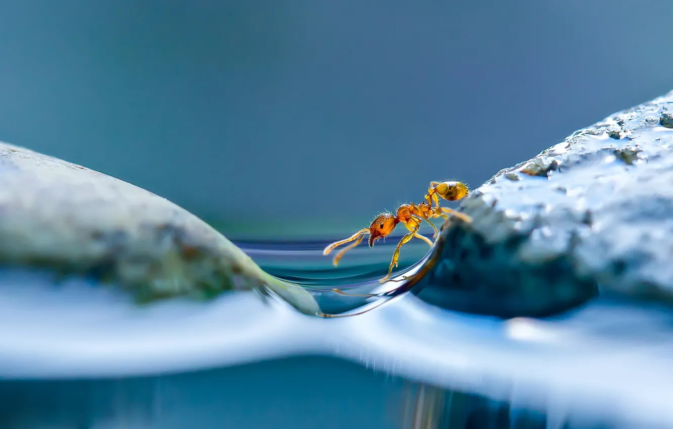 Photo wallpaper water, macro, ant, Islands
