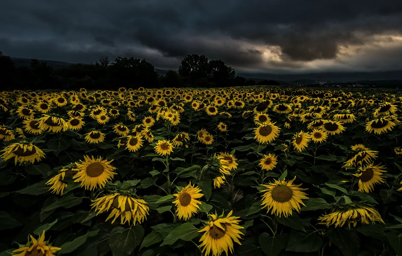 Photo wallpaper sunflowers, night, nature