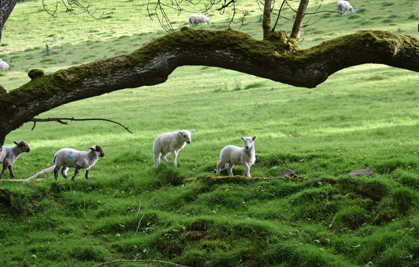 Photo wallpaper grass, trees, glade, sheep, baby, lamb, sheep, lamb