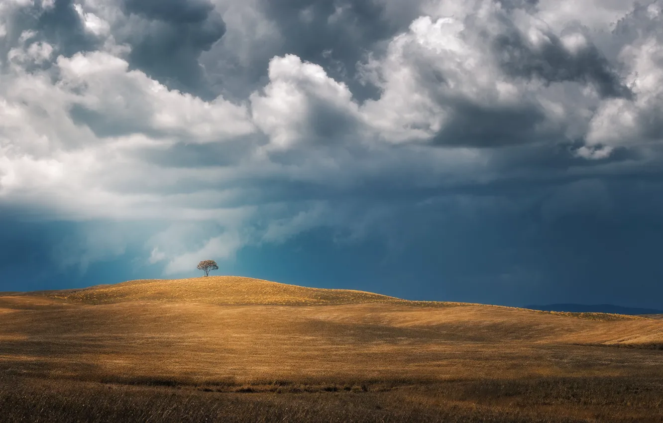 Photo wallpaper field, the sky, trees