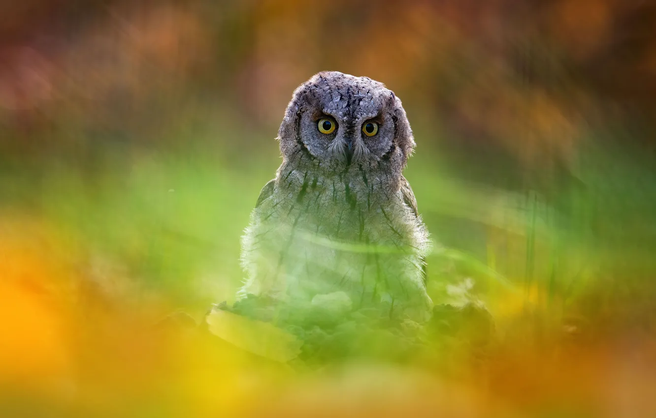 Photo wallpaper look, background, owl, bird, portrait, blur, bokeh
