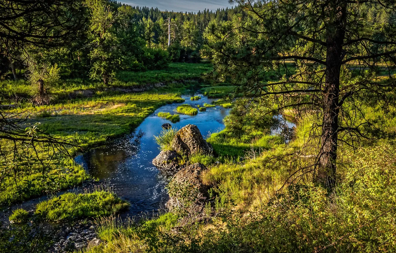 Photo wallpaper greens, forest, summer, the sun, trees, stream, Washington, USA