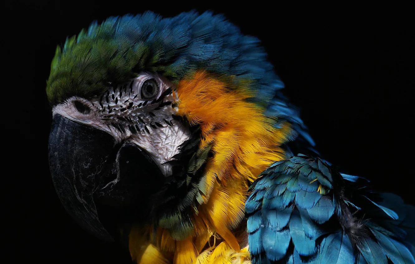 Photo wallpaper parrot, the beautiful, macaw