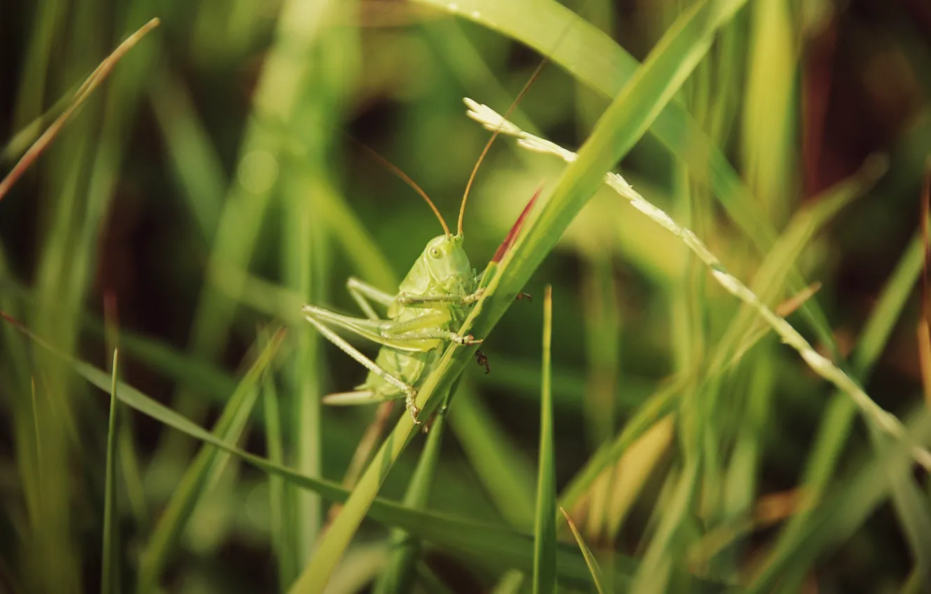 Photo wallpaper greens, grass, nature, grasshopper