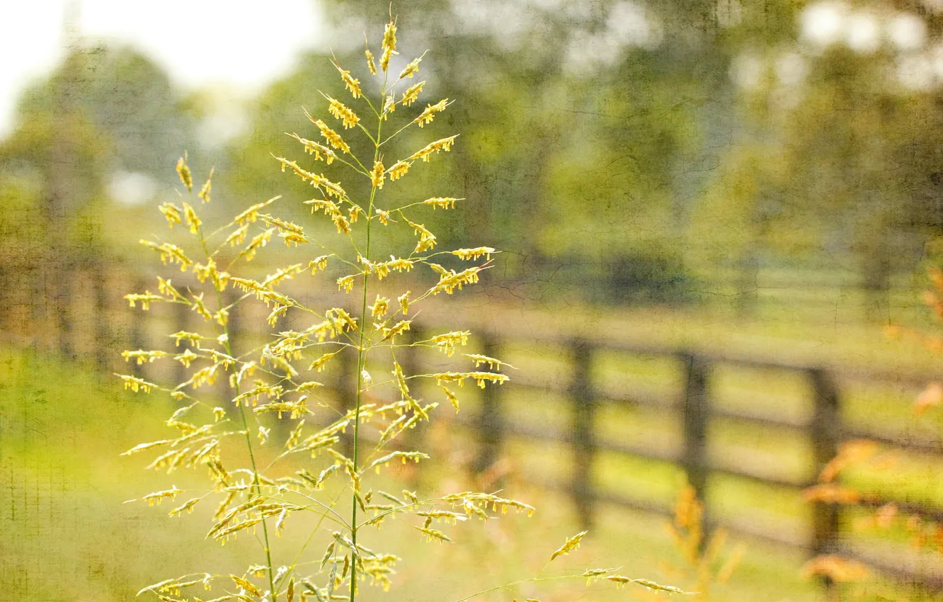 Photo wallpaper grass, macro, style, the fence