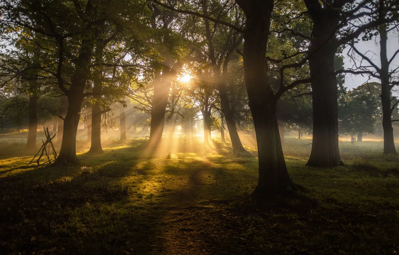Photo wallpaper forest, trees, nature, landscapes, sun, fog, dawn, greenery