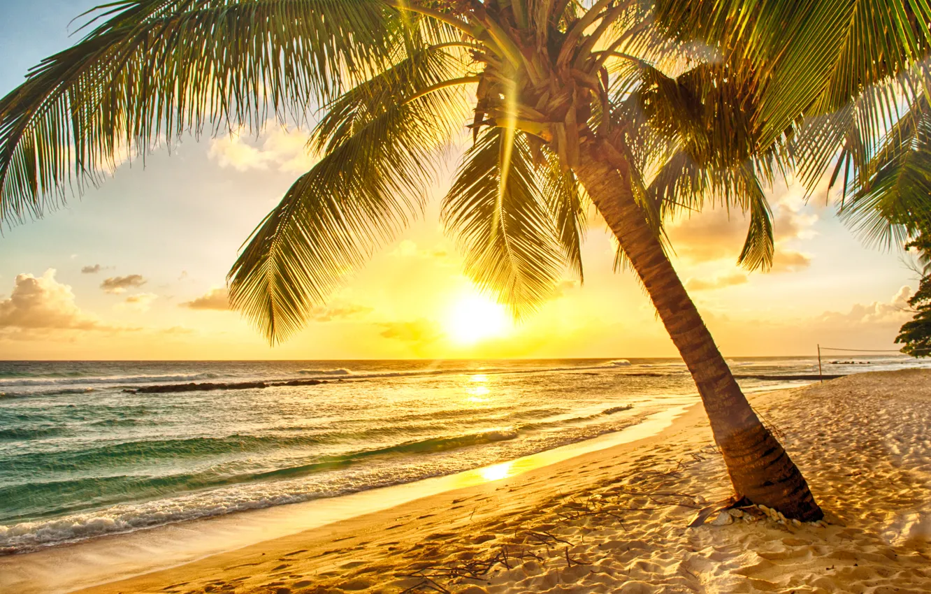 Photo wallpaper sand, sea, beach, sunset, tropics, palm trees, shore, beach