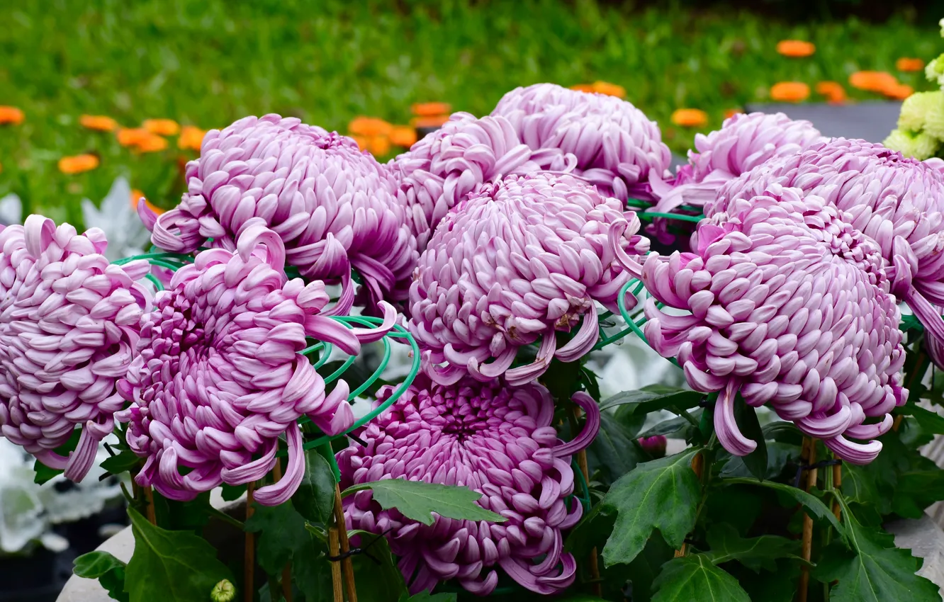 Photo wallpaper flowers, flowerbed, chrysanthemum, a lot, lilac, lush