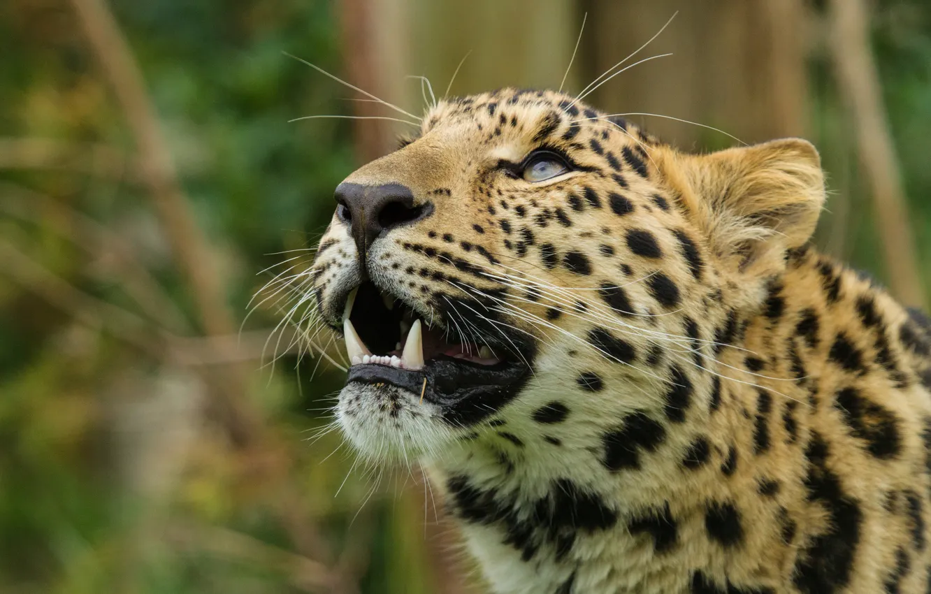 Photo wallpaper cat, look, face, leopard, the Amur leopard