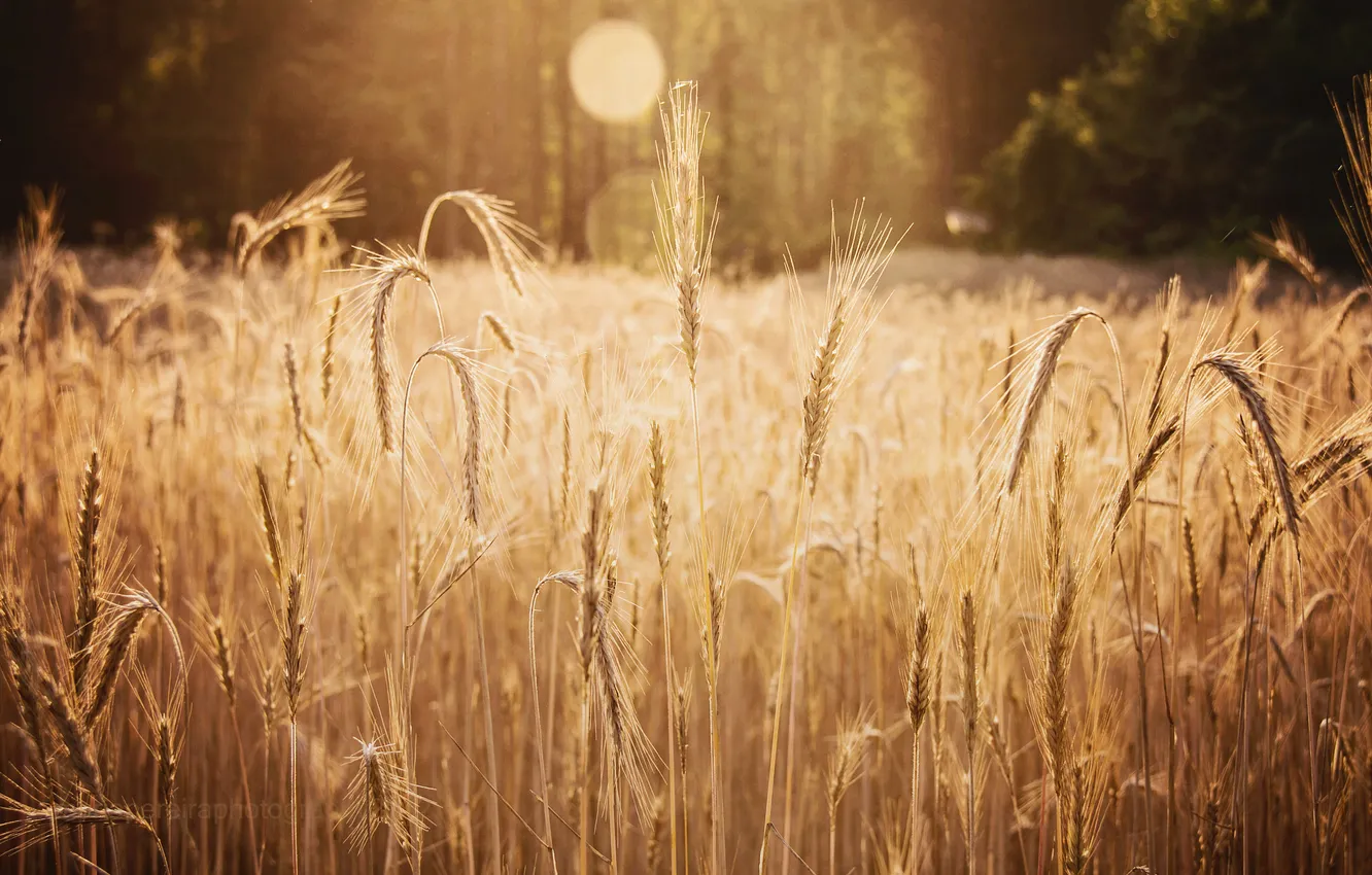 Photo wallpaper field, summer, macro, nature, spikelets
