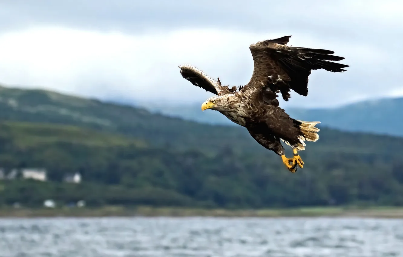 Photo wallpaper sea, the sky, clouds, flight, mountains, eagle, wings, hunting