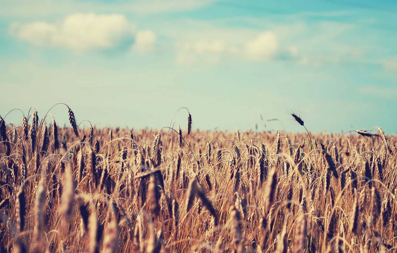 Photo wallpaper wheat, field, summer, the sky, nature, ears