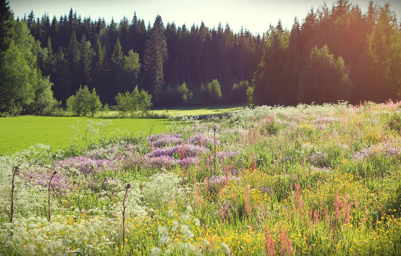 Photo wallpaper forest, summer, grass, the sun, trees, flowers, spruce