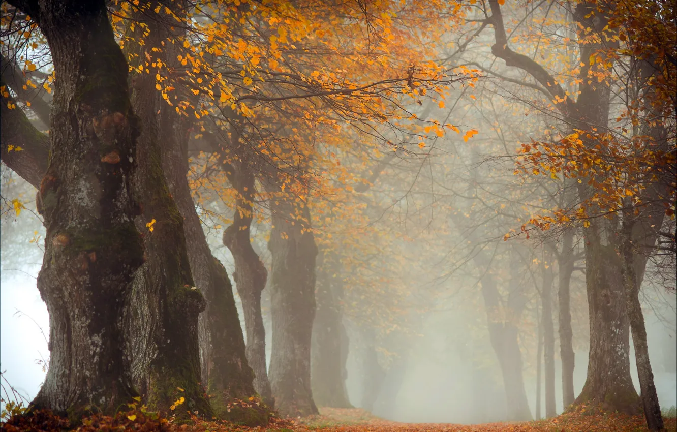 Photo wallpaper autumn, trees, nature