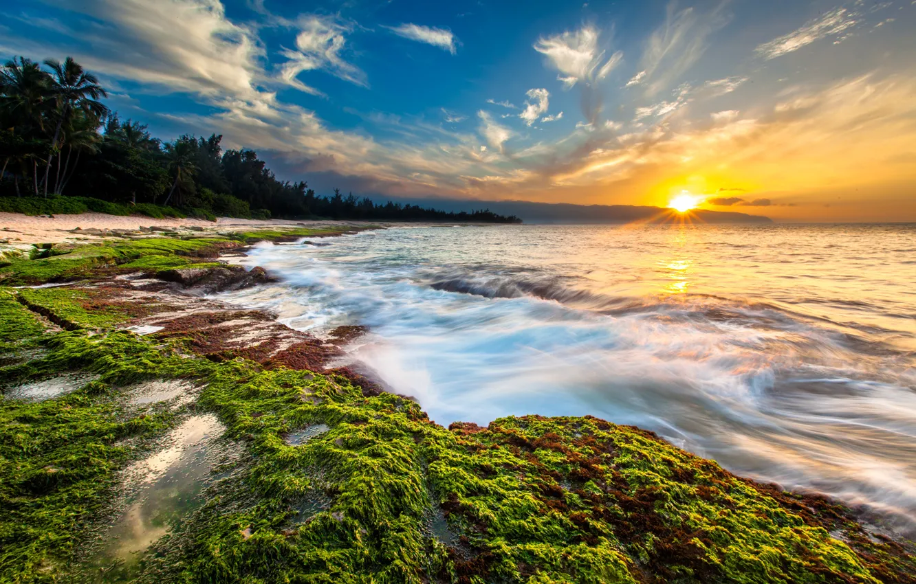 Photo wallpaper sea, the sun, tropics, palm trees, dawn, coast, horizon, Hawaii