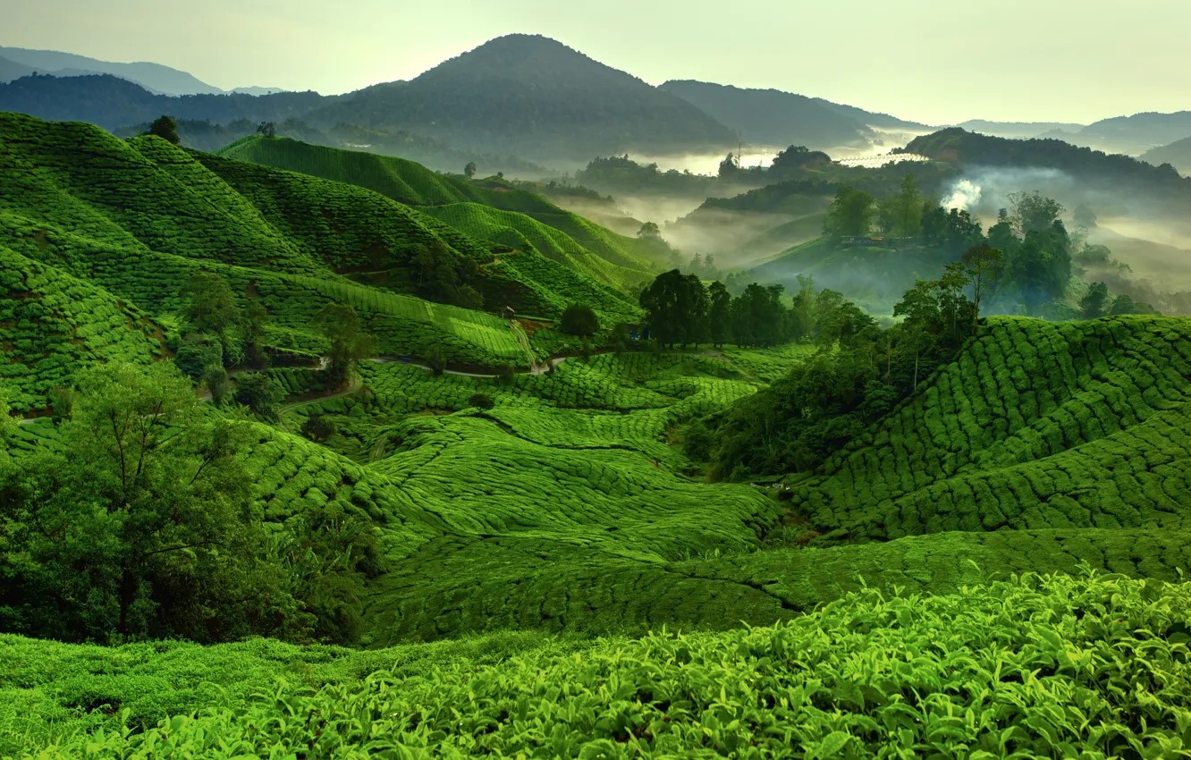 Photo wallpaper mountains, fog, hills, Tea Fields