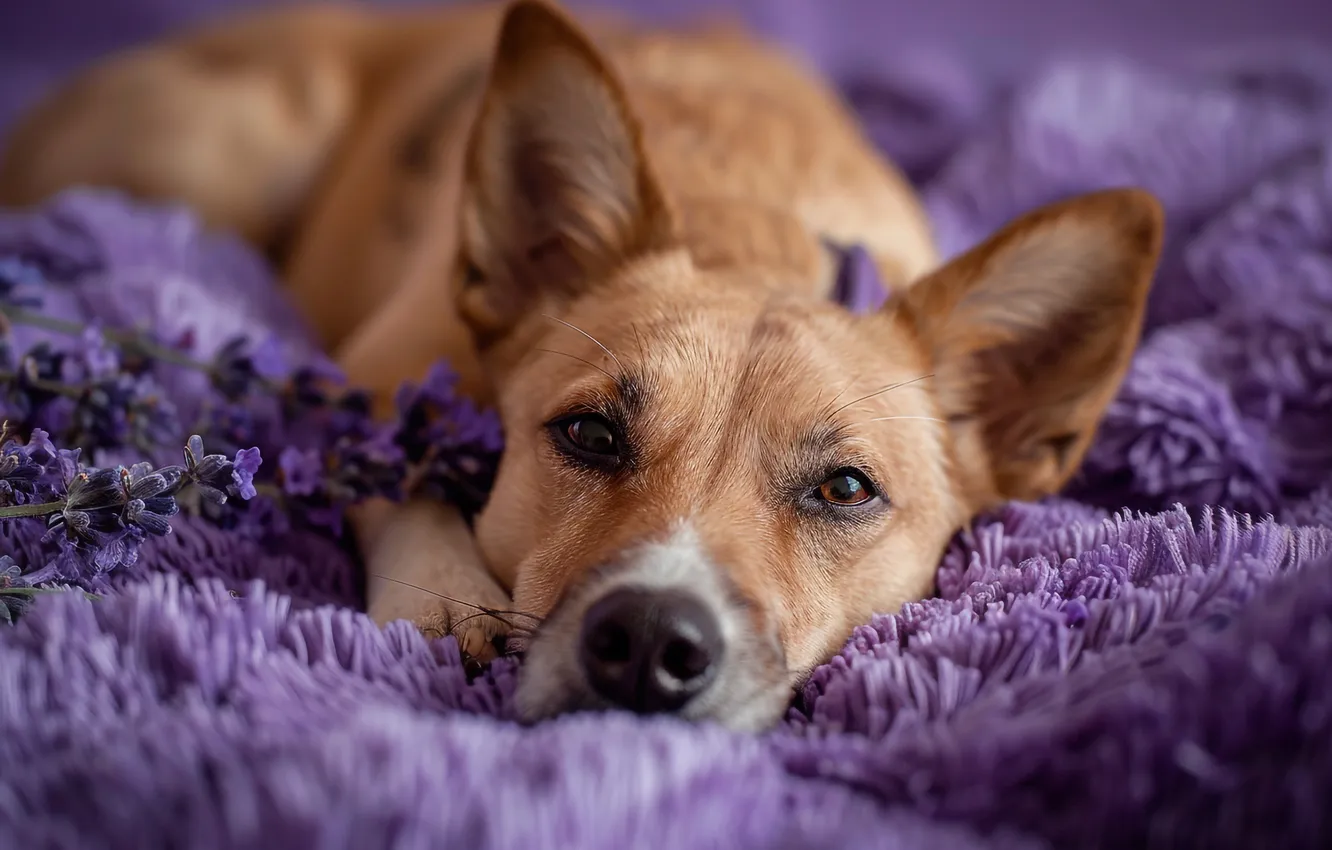 Photo wallpaper look, flowers, portrait, dog, pile, blanket, lies, red
