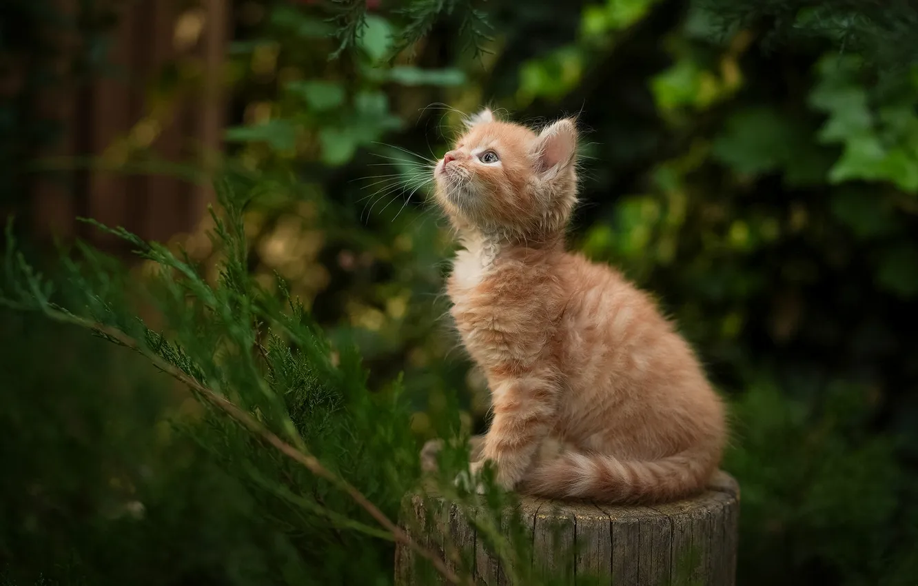 Photo wallpaper branches, red, kitty, deck, Yuriy Korotun