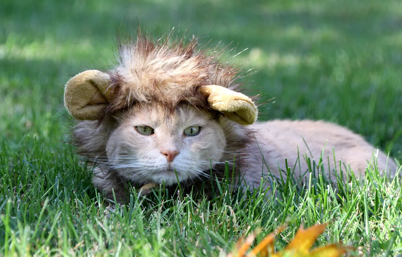 Photo wallpaper grass, cat, look, cap