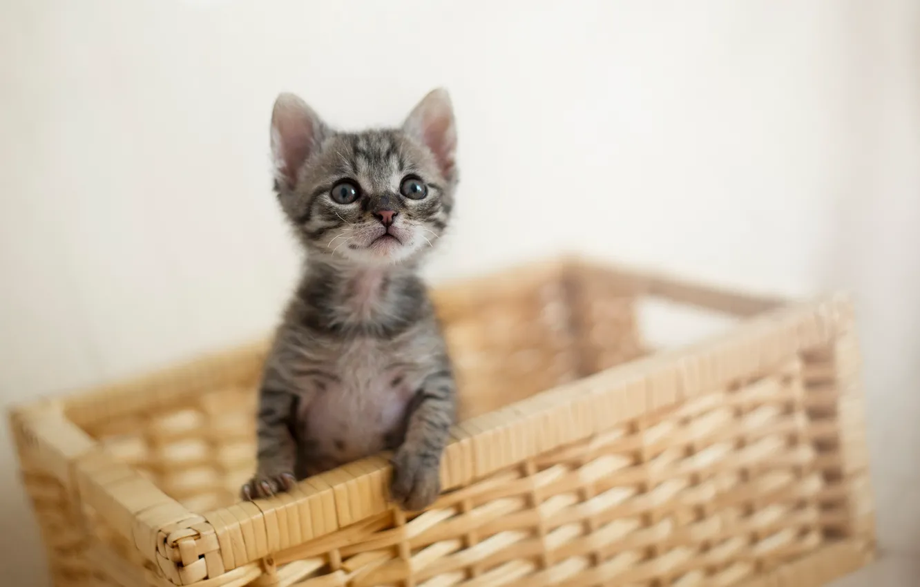 Photo wallpaper basket, baby, kitty
