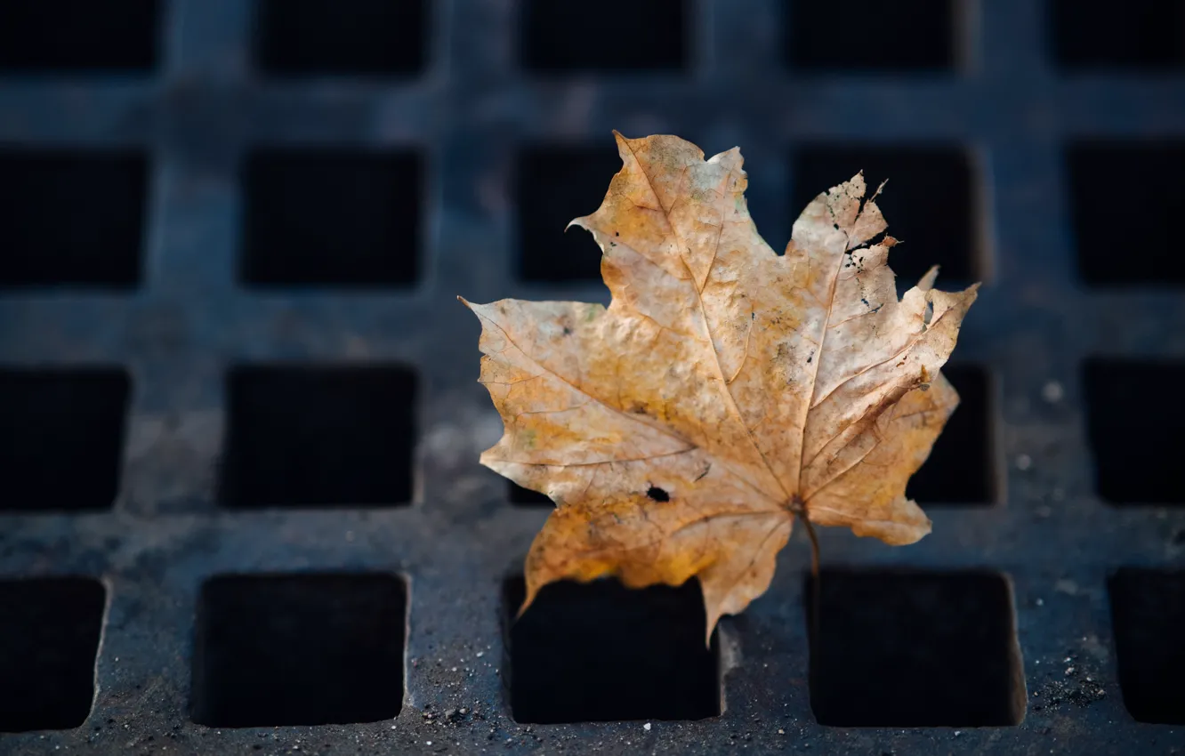 Photo wallpaper autumn, leaves, the reshotka river canal,
