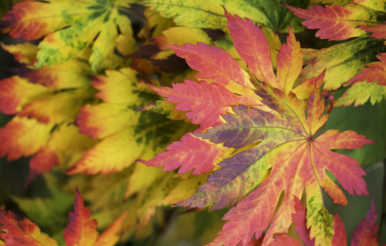 Photo wallpaper autumn, leaves, macro, the crimson