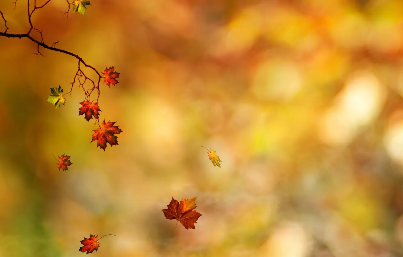 Photo wallpaper autumn, leaves, branches, maple