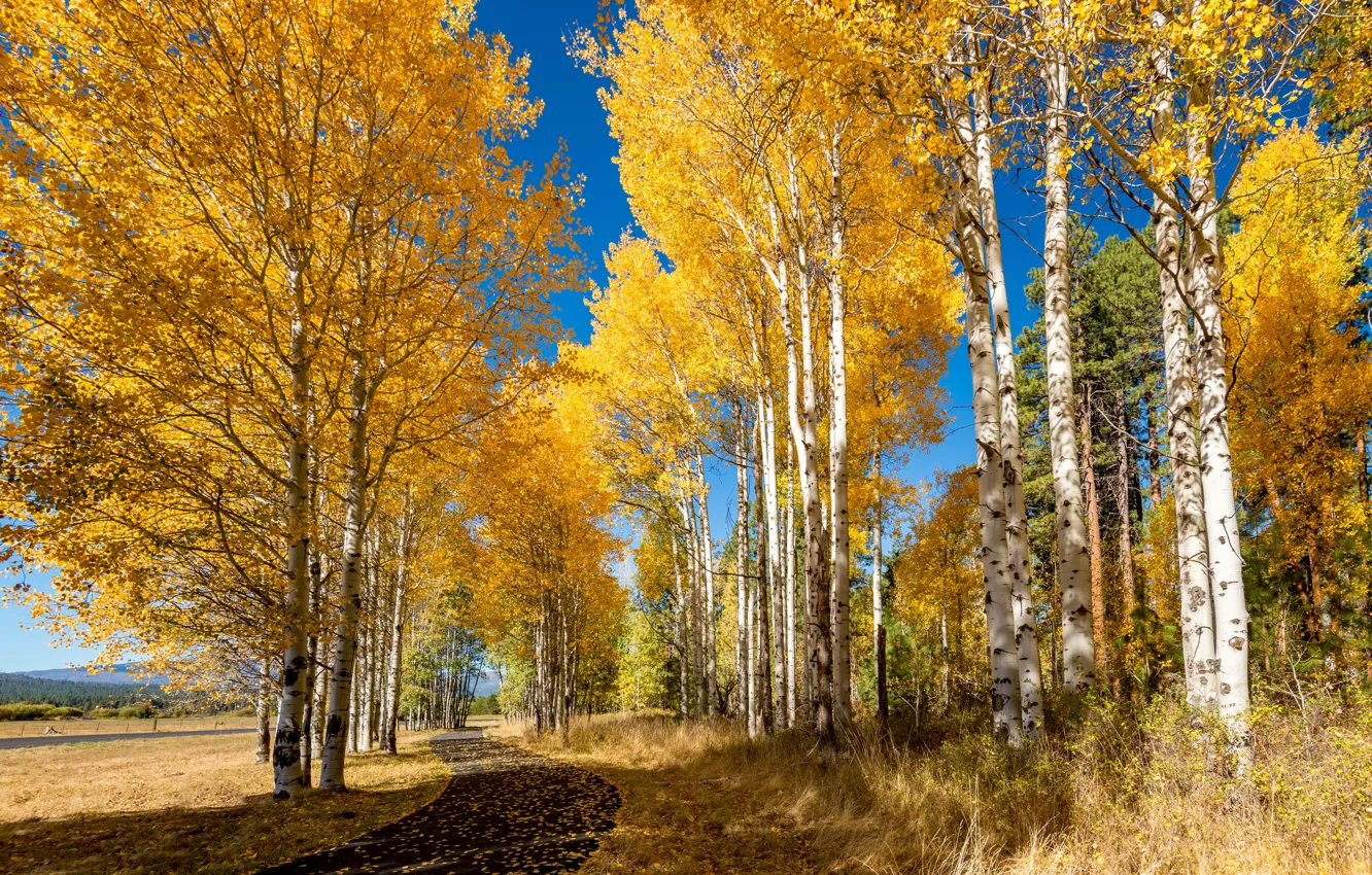 Photo wallpaper autumn, trees, Park