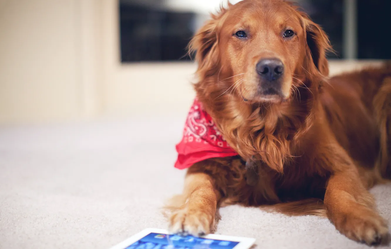 Photo wallpaper dog, red, tablet, dog