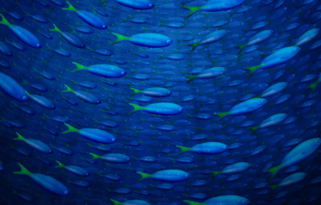 Photo wallpaper water, fish, the ocean, Nature
