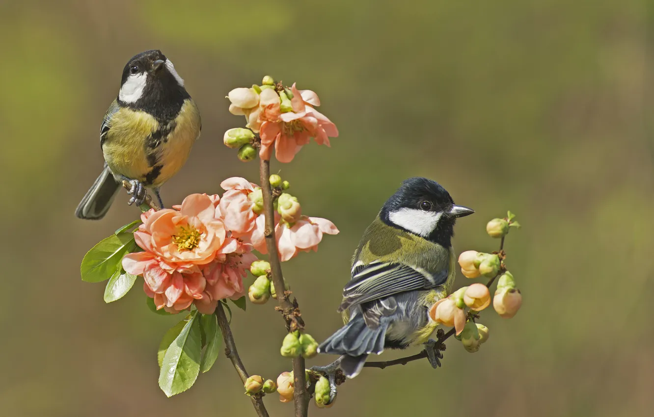 Photo wallpaper flowers, birds, branch, spring, pair, buds, Tits