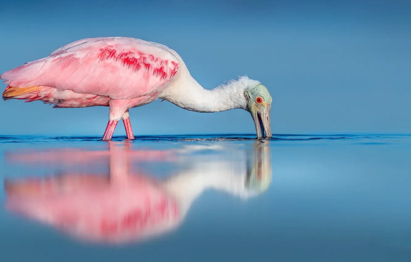Photo wallpaper nature, bird, Roseate Spoonbill
