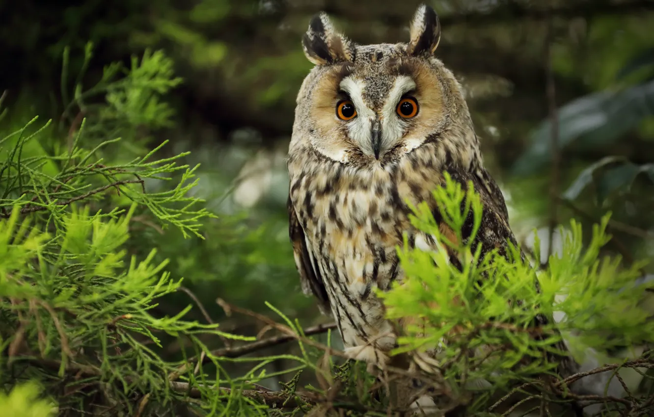 Photo wallpaper look, trees, branches, owl, bird, needles, owl, Long-eared owl