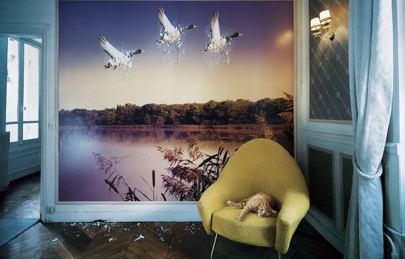Photo wallpaper Wallpaper, duck, Koshak, Wall, scratches