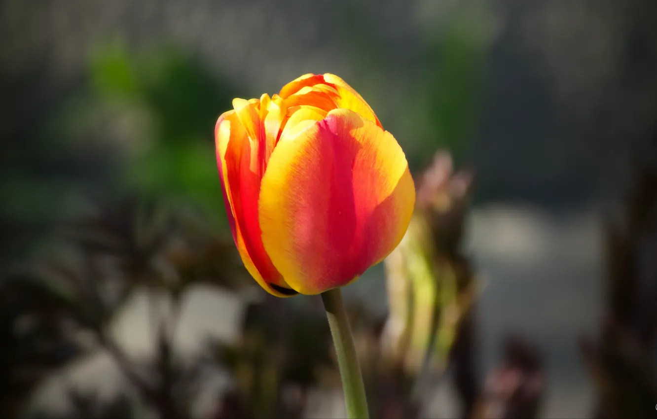 Photo wallpaper flowers, spring, beautiful