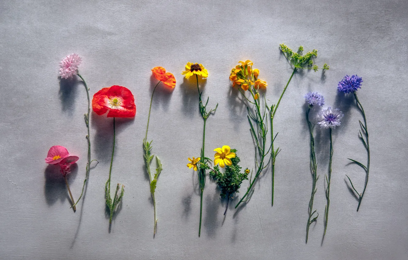 Photo wallpaper macro, flowers, background