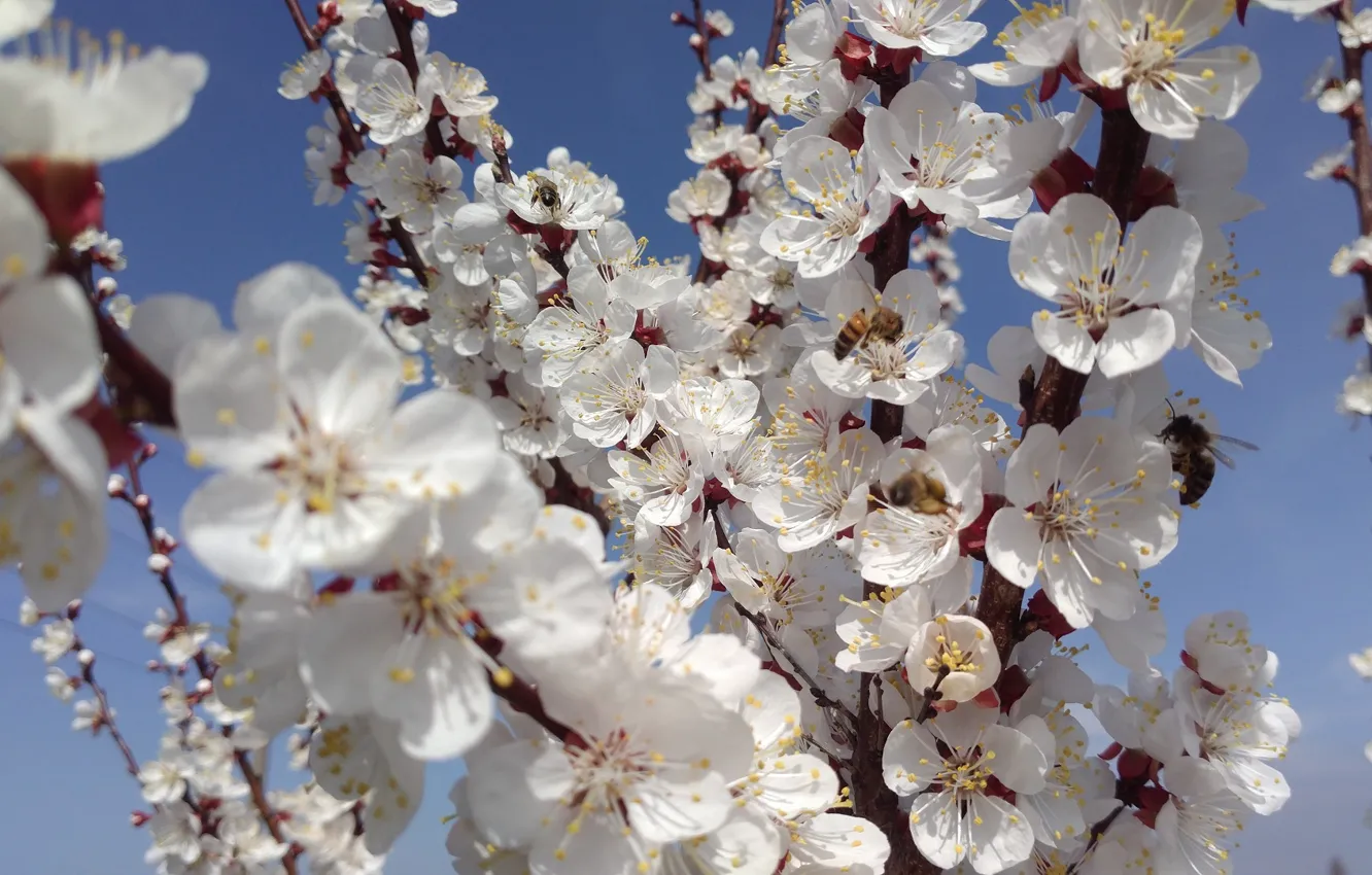 Photo wallpaper trees, white flowers, apricots, spring 2018, Meduzanol ©