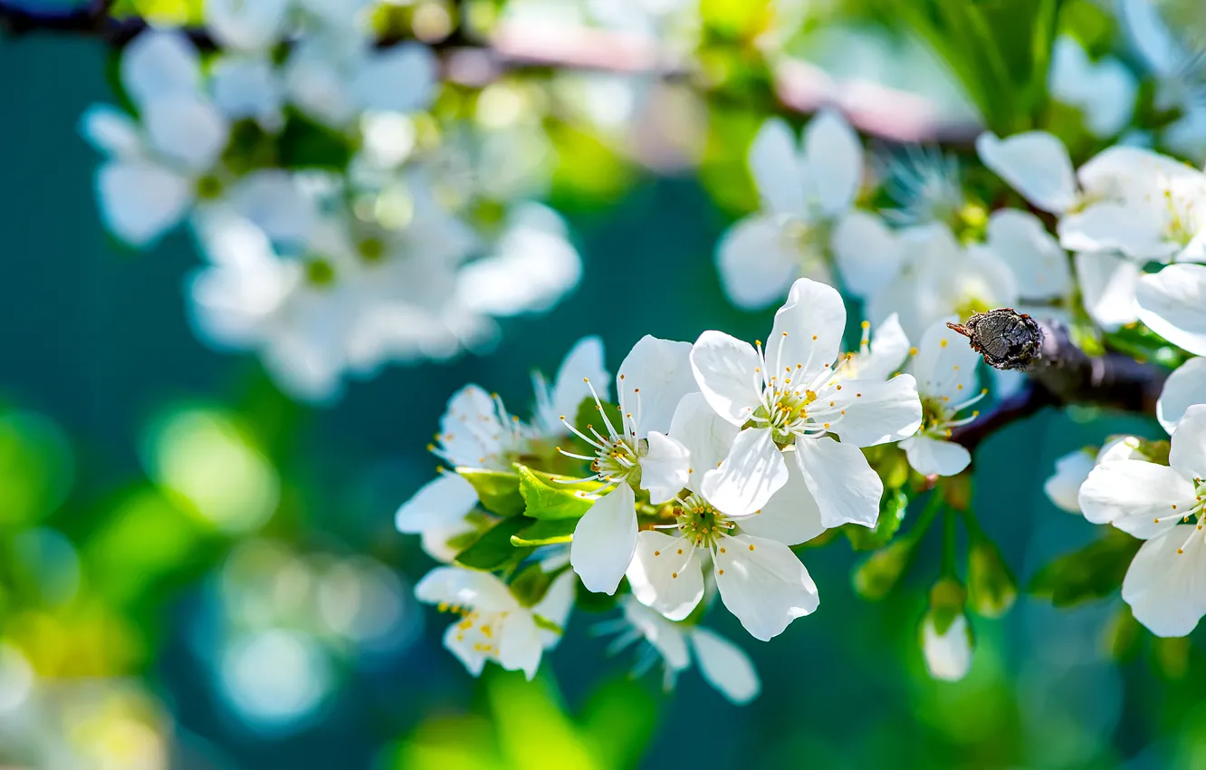 Photo wallpaper tree, branch, spring, Sunny, Apple, flowering, flowers